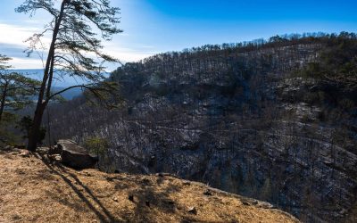 Landscape between Domes 5 and 6 at The Canyon at Pond Creek glamping property in Tennessee